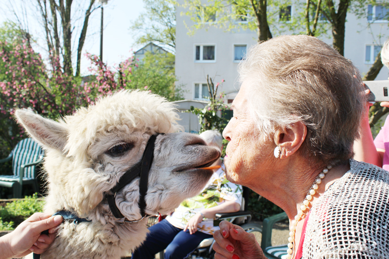Ein Küsschen vom Alpaka