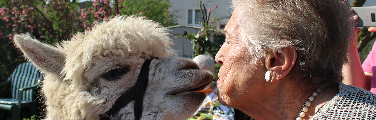 Alpakas zu Besuch im Haus Magdalenenhof