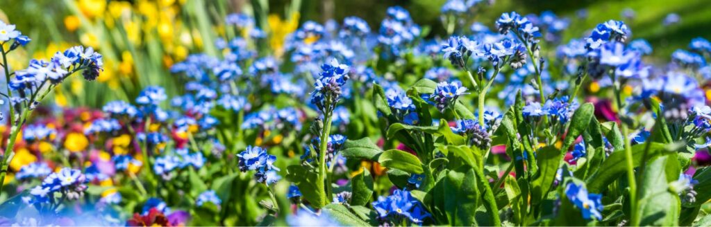 Mein schöner Garten