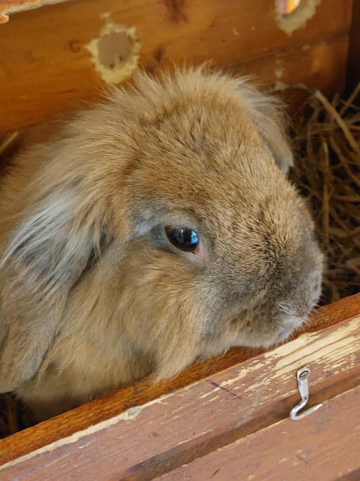 Korian_Ostern_Seniorenresidenz_Curanum_Bad_Lauterberg_Hase