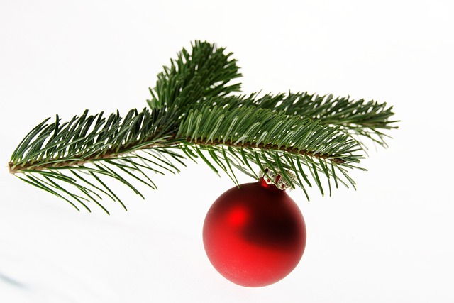 fir-1020368_640
