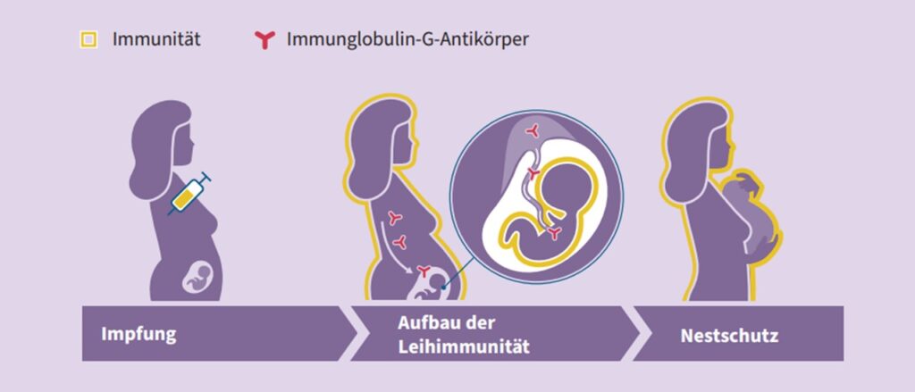 Quelle: www.rki.de, Faltblätter zum Impfen – Impfungen in der Schwangerschaft (https://www.rki.de/DE/Themen/Infektionskrankheiten/Impfen/Informationsmaterialien/Faktenblaetter-zum-Impfen/Schwangerschaft.pdf?__blob=publicationFile&v=8)